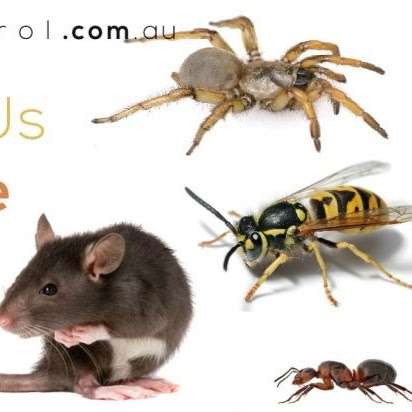 Photo: wollongong safe pest control